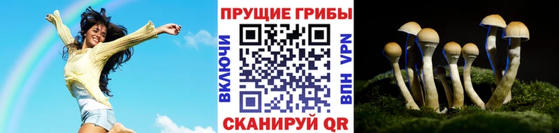 Купить  Таруса  Псилоцибиновые грибы Cubensis 